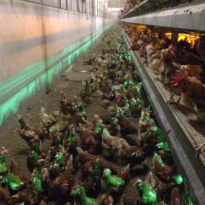 Hen Farm