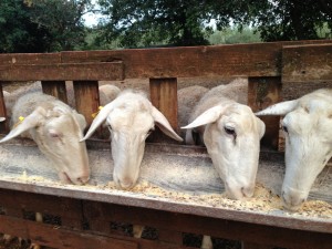 Sheep farm