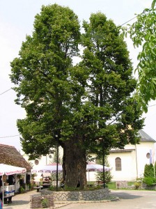 gupceva_lipa_normal